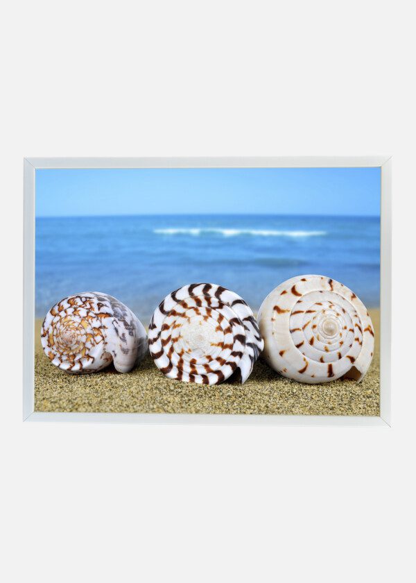 THREE SHELLS ON THE BEACH