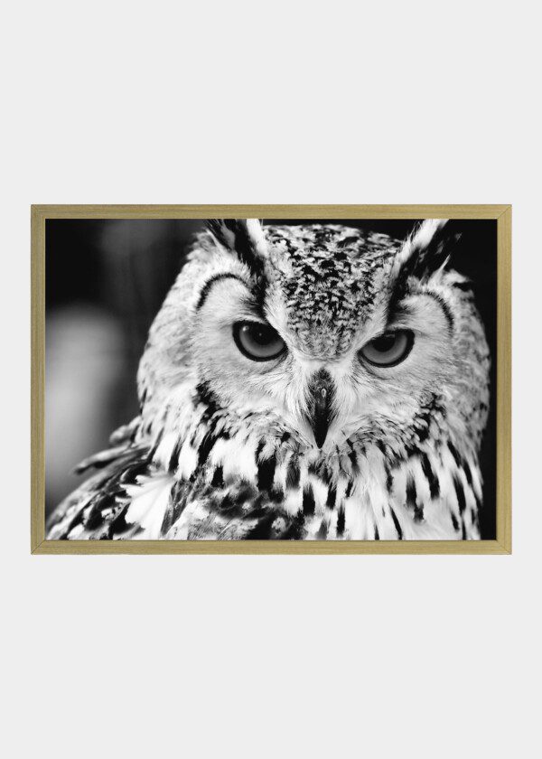 EAGLE OWL
