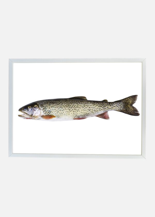 TROUT