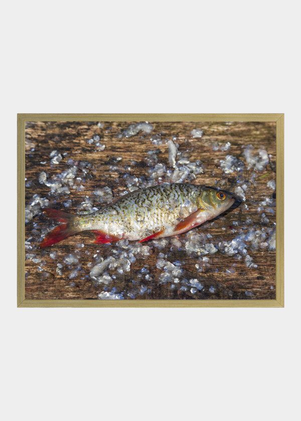 PEELED FISH