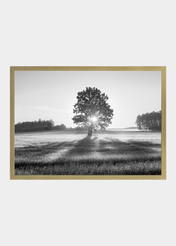 TREES IN BACKLIGHT
