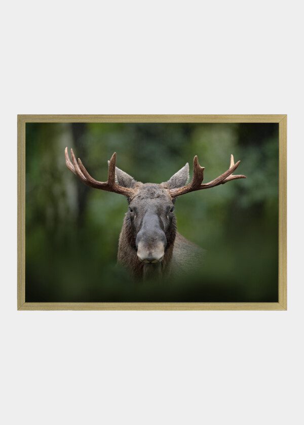 MOOSE