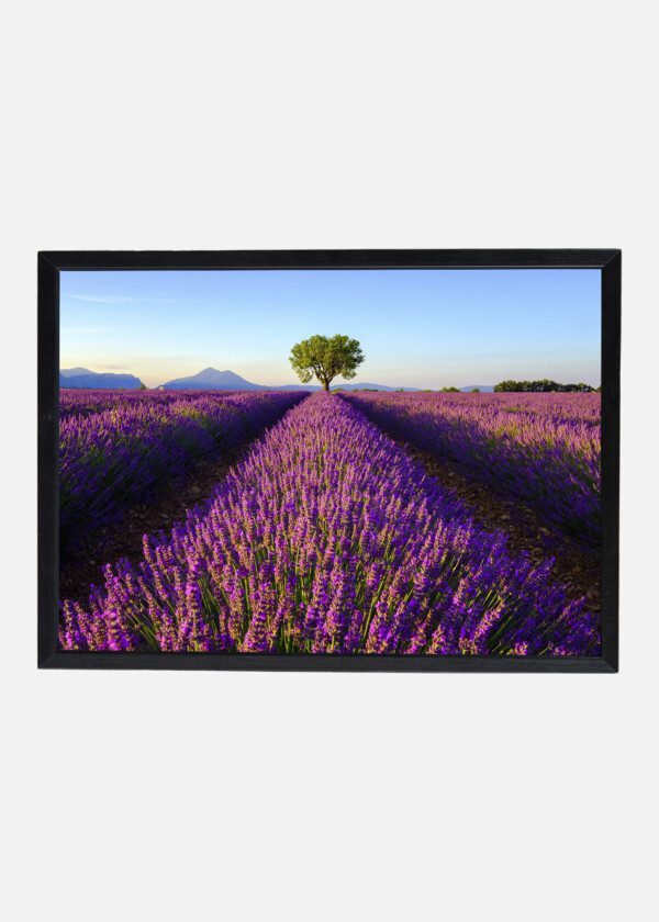 LAVENDER CULTIVATION