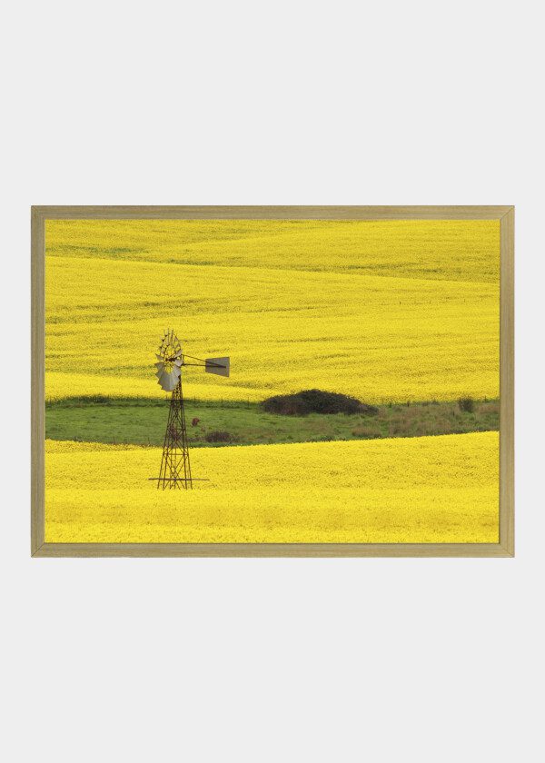RAPESEED FIELD