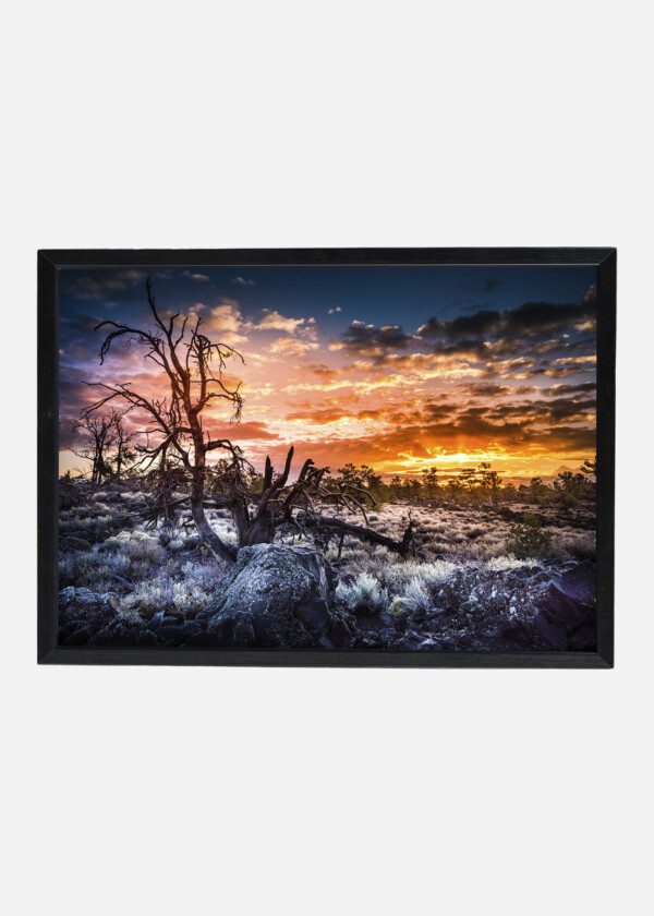 DEAD TREES UNDER RED SKY