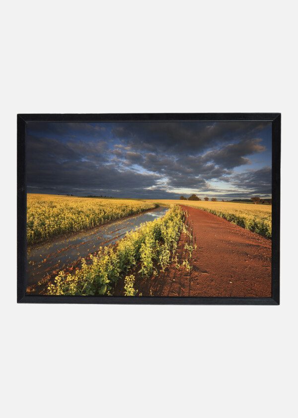 RAPESEED FIELD