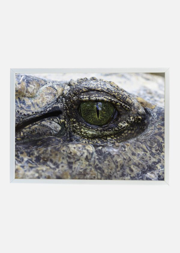 CROCODILE EYE