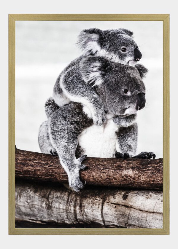 KOALA