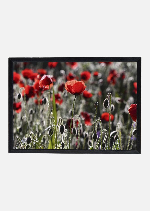 POPPY FLOWERS