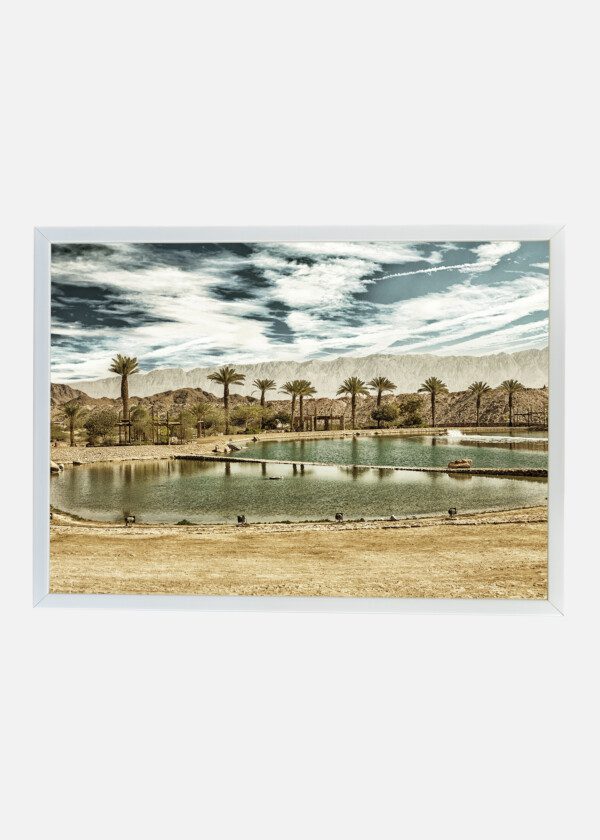 PALM TREES AROUND POND