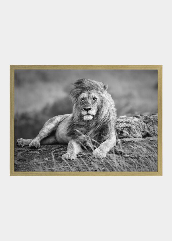BIG MALE LION RELAXING