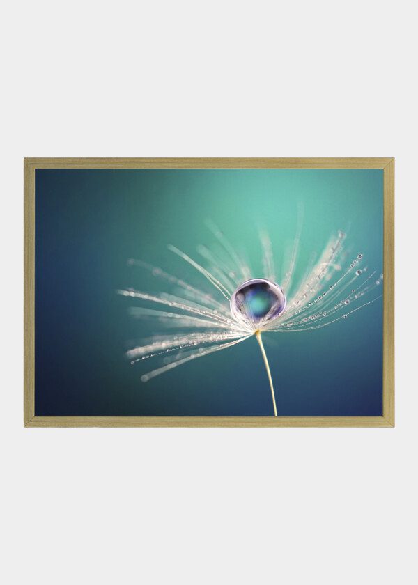 BEAUTIFUL WATER DROP ON A DANDELION SEED MACRO IN NATURE