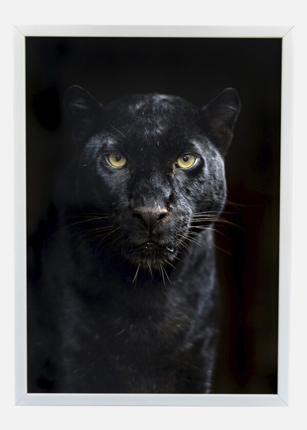 PORTRAIT OF AMUR LEOPARD SUMMER