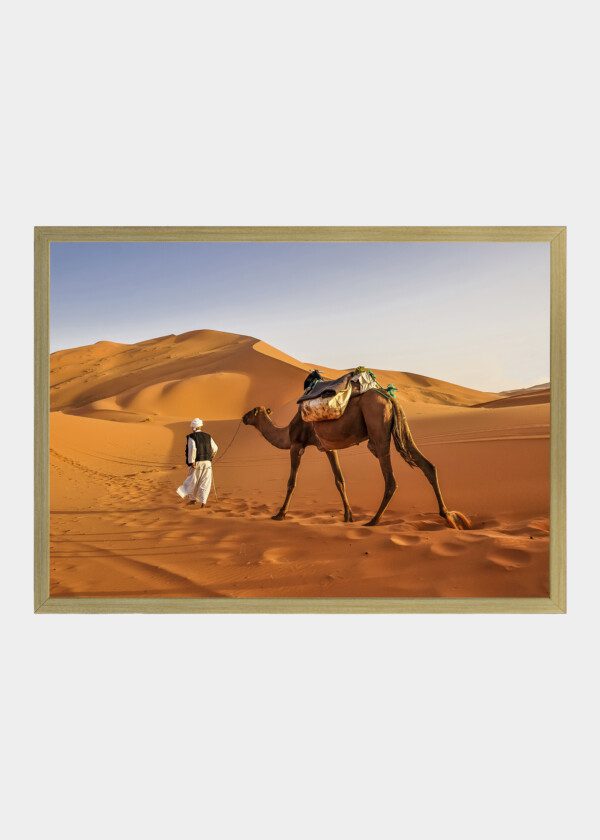 CAMEL AT ERG CHEBBI - SAHARA DESERT - MOROCCO