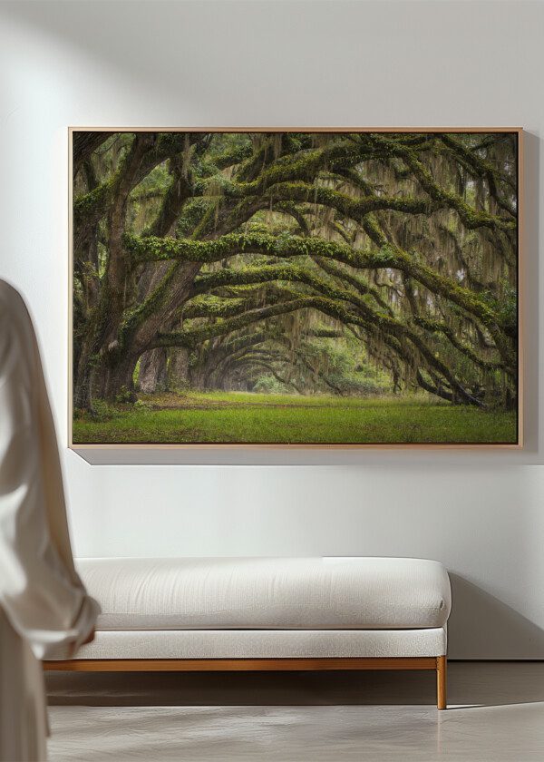OAKS AVENUE CHARLESTON SC PLANTATION LIVE OAK TREES FOREST LANDSCAPE