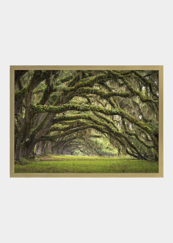 OAKS AVENUE CHARLESTON SC PLANTATION LIVE OAK TREES FOREST LANDSCAPE
