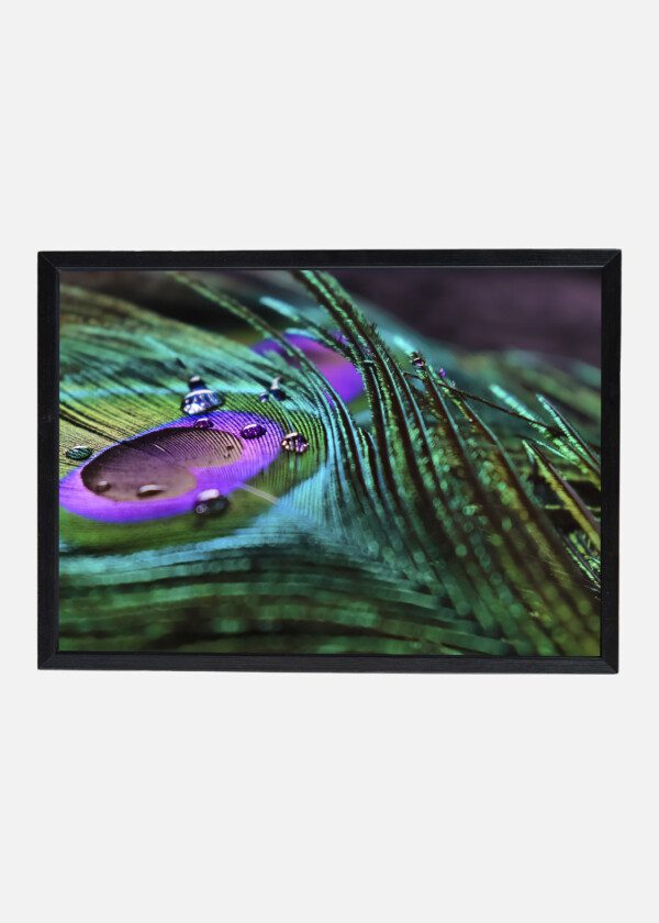 MICRO PEACOCK FEATHER