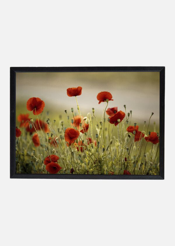 RED POPPY FLOWERS IN JUNE IN RHINELAND-PALATINATE