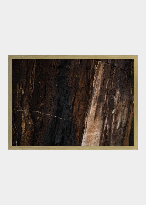 NATURAL WOODEN BACKGROUND OF CHESTNUT TREE BURNED BY LIGHTNING