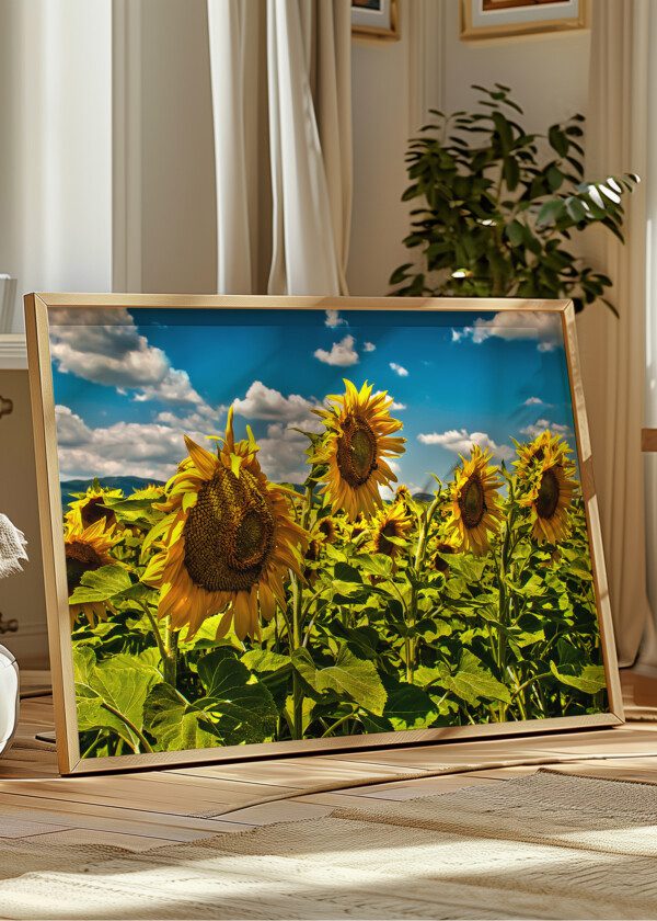 SUNFLOWERS BLOOMING ON FARM