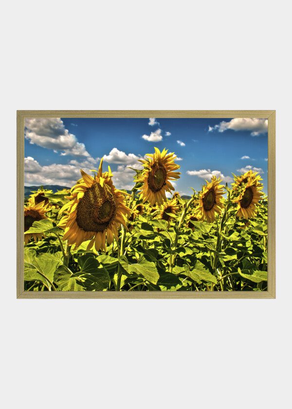 SUNFLOWERS BLOOMING ON FARM
