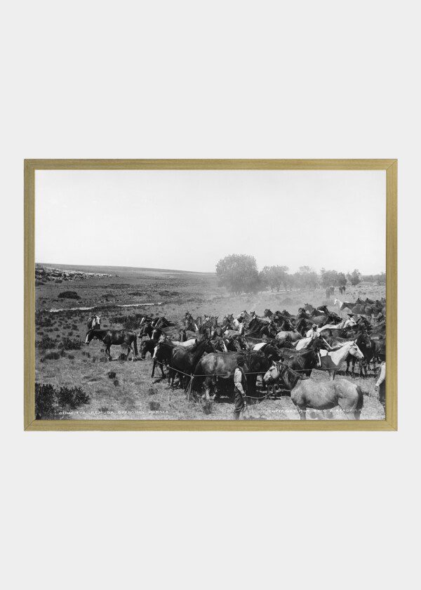 HORSES IN HANGING