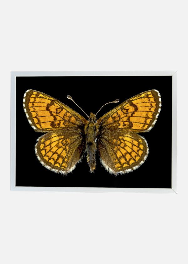 BUTTERFLY