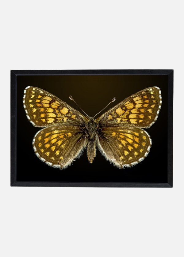 BUTTERFLY