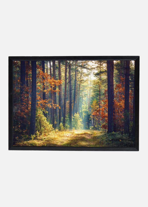 AUTUMN FOREST