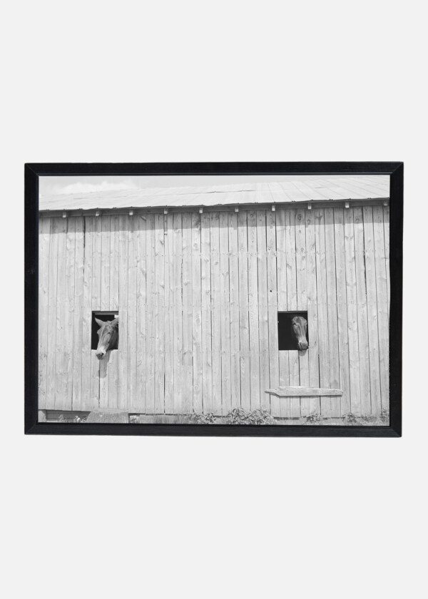 STABLE WITH TWO HORSES