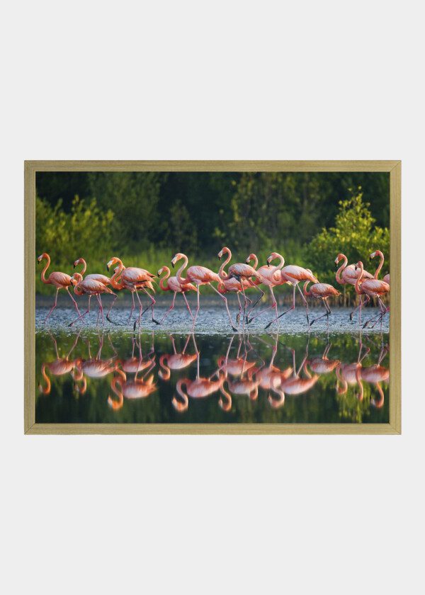 FLAMINGOS