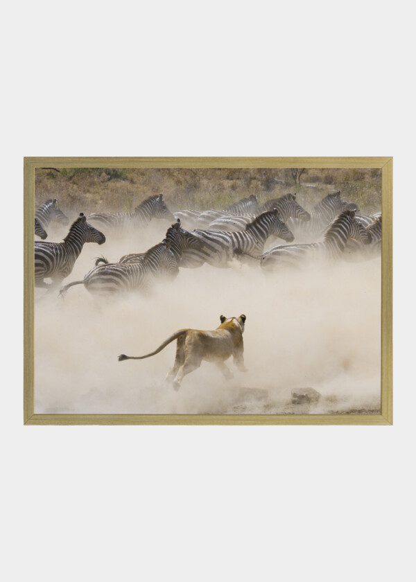 LION CHASING ZEBRAS