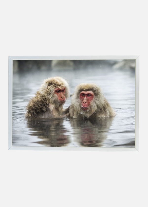 MACAQUES