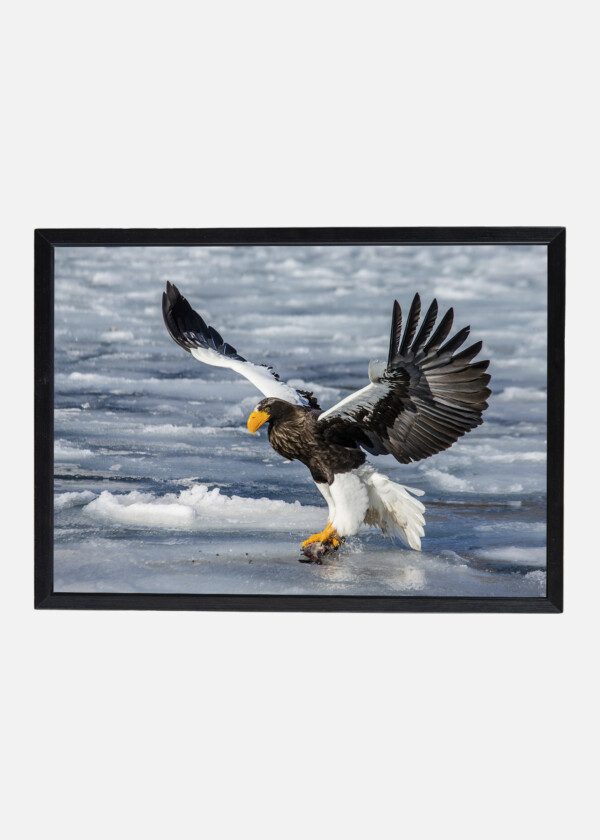 EAGLE