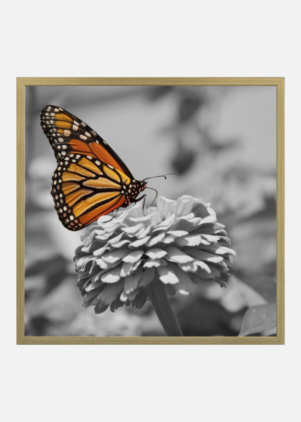 MONARCH BUTTERFLY, COLOR ON BLACK AND WHITE