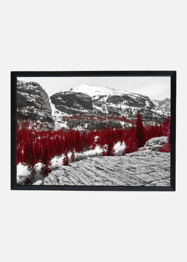 RED FALL FOREST IN A BLACK AND WHITE LANDSCAPE SCENE IN THE COLORADO ROCKY MOUNTAINS