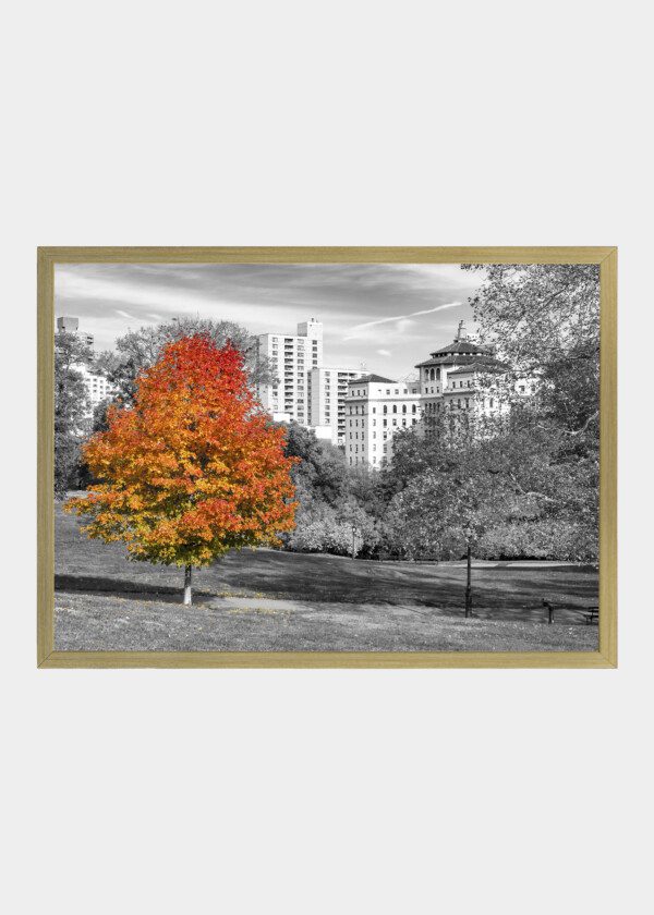 COLORFUL FALL TREE WITH RED AND ORANGE LEAVES IN A BLACK AND WHITE LANDSCAPE SCENE IN CENTRAL PARK, NEW YORK