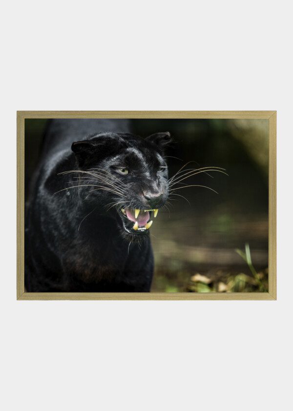 BLACK PANTHER IN THE JUNGLE