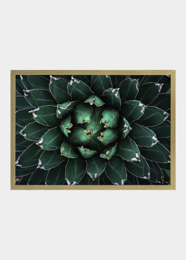 TOP VIEW OF DARK GREEN LEAVES. AGAVE UNIVITTATA, THE THORN-CRESTED CENTURY PLANT OR THORN-CRESTED AGAVE