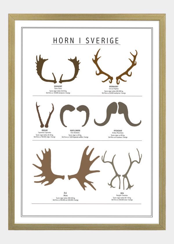 Motiv: Horn i siluett från svenska horndjur i färg